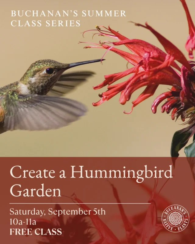 Hummingbirds are on their way!🌺

👉Join us Saturday morning for a class covering all things hummingbirds! With fall hummingbird migration upon us, it’s important to have your garden ready as a hummingbird fueling station. In this class, you will learn what to plant now and what hummingbirds we see in our area.

FREE CLASS