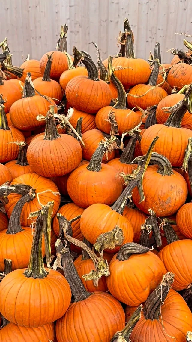 PUMPKIN TIME!!!🍁🎃