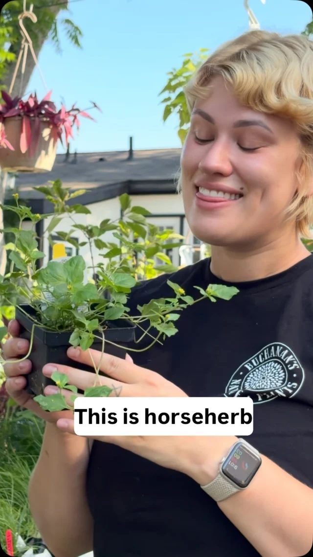 Looking for a native groundcover that does well in sun or shade? We recommend Horseherb! This native perennial is great for filling patches where grass struggles to grow, it is foot traffic and mower friendly!✨💚