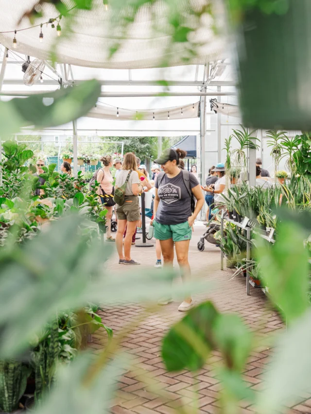 The place that always transports people in the nursery is definitely our greenhouse. It’s a magical place filled with beautiful tropical plants, occasional colorful annuals, and desert beauties. 

So if you need a little break and want to be surrounded by greenery the greenhouse is the place to be!💚

📸 @lisafuchsphotography