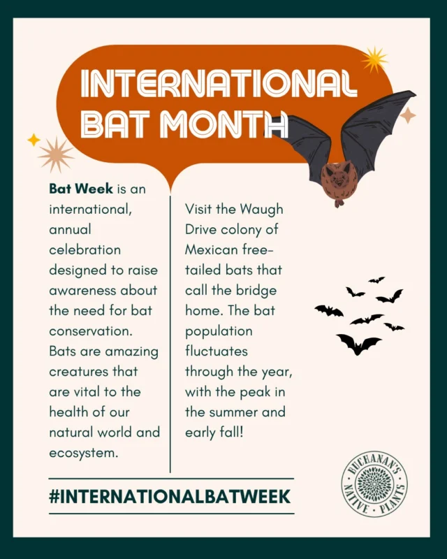 It’s Bat Month!🦇

Bats play a vital role in our ecosystem and did you know they’re also pollinators!
