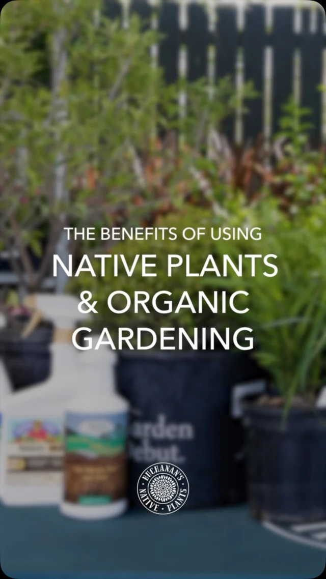 Here at Buchanan’s we don’t only carry native plants and organic care options, we are passionate about Texas native plants and organic gardening!✨

Happy Texas Native Plant Week, Keep Planting and Keep Learning!💚