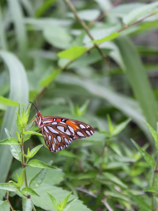 Don’t forget to incorporate these native host plants for local butterflies and moths! Shop Gray Goldenrod, Buttonbush, Liatris, Butterfly Gaura and more. These plants attract various butterflies. For moths we recommend Datura for the

White-lined Sphinx Moth, Red Maple trees for the Cecropia Rosy Maple Moth and so many more!

What is a host plant? A host plant is defined as a plant species that supports the feeding and reproduction of certain organisms, with some species being more suitable than others, such as various perennials, trees, and herbs!