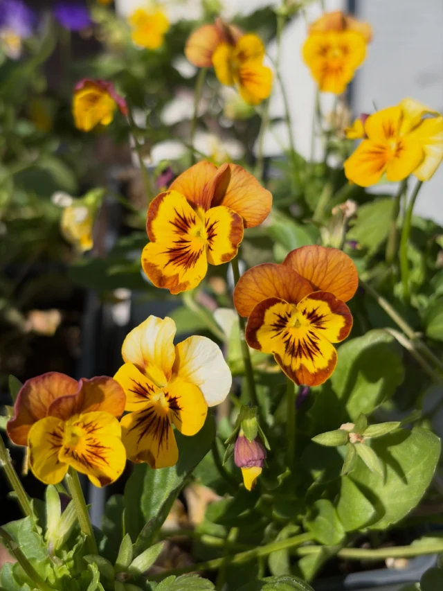 October breeze and violas in full bloom. We are in heaven.😍