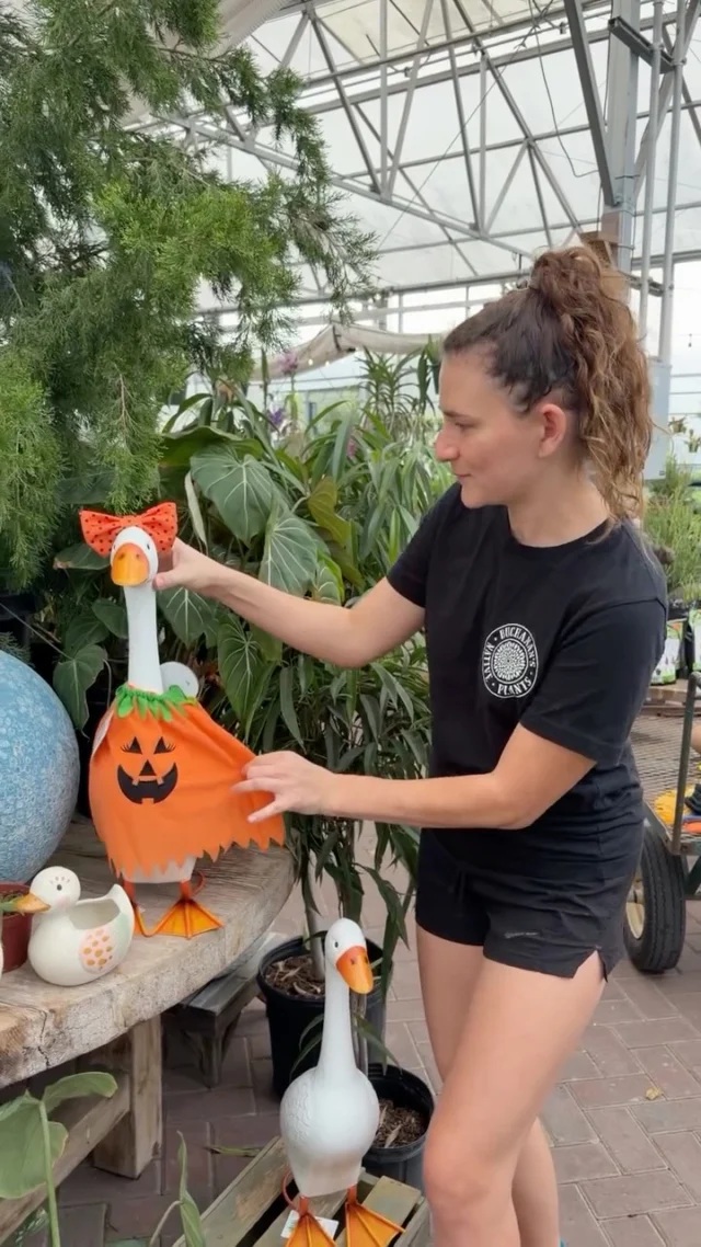 When you’re just trying to go to the pumpkin patch but the visual merchandiser has an idea.💡

It’s porch geese costume seasonnn!