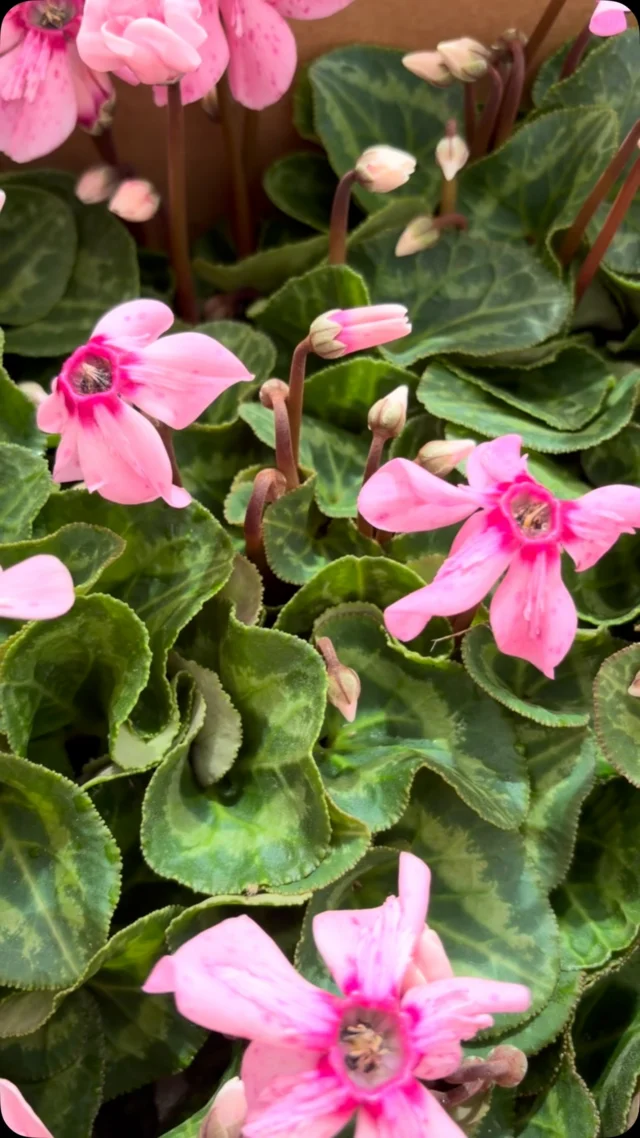 New Cyclamen Drop, Move Over, Mums!✨

There’s a new seasonal flower in the nursery! Cyclamen are a great annual flower for the cooler season, available in an array of pinks, purples, reds, and white. We carry both standards and mini-Cyclamen!

Cyclamen prefer bright, indirect light and need cool temperatures. Avoid watering the crown or center of the plant, which may rot if it remains too wet.