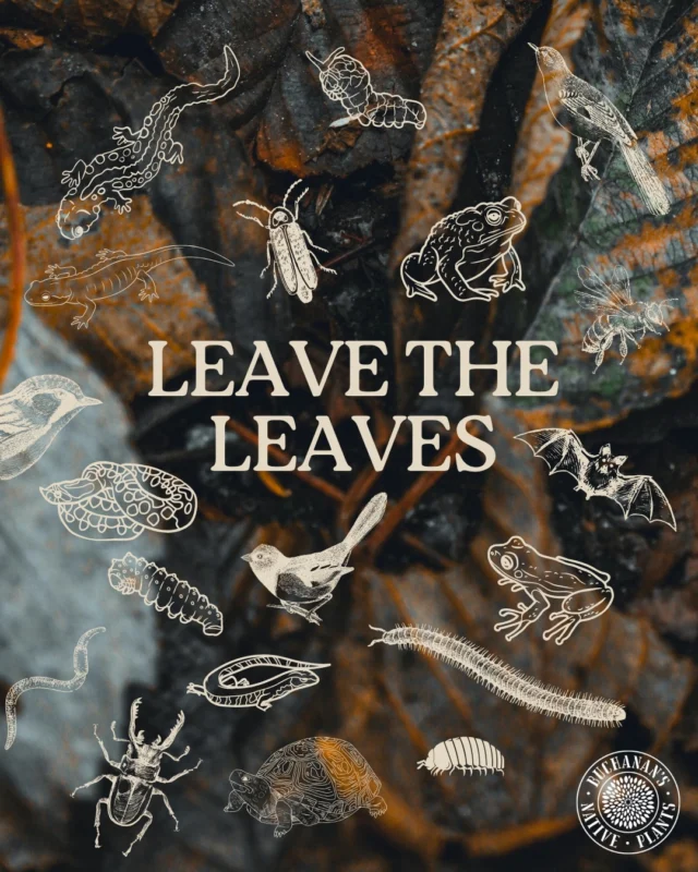 The leaves are beginning to fall, now what?🍁👉