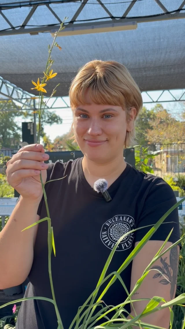 This week’s native of the week is Texas Craglily (Echeandia texensis)!

A clumping form with rosettes of narrow, soft pale green, grass-like leaves. Roots form corms. Produces five-inch branched spikes of small star-like, mustard-yellow flowers. Texas Craglily provides nectar for butterflies, bees, and other beneficial insects from early spring through late fall. Now is a part of the Asparagaceae Family.

Drought tolerant. Great for rock gardens. Blooms April-November. Mature plants reach 12 to 36 inches tall and spread 6 to 12 inches wide. Texas Craglily goes dormant in winter and its leaves die back to the ground after a freeze. This is normal, and the clump regrows from its base the following spring. Do not cut back foliage until it has fully browned after the first hard freeze, usually late November or December.