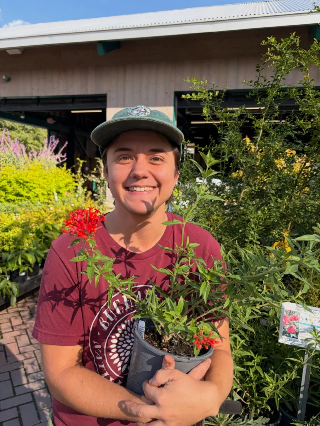 Check out some of our gardeners favorite Texas Natives we have right now for Texas Native Plant Week!✨

Scarlet Bouvardia (Bouvardia ternifolia)✨

Texas Lantana (Lantana urticoides)

Also welcome to the team Phillip!✨🌱

Persephone couldn’t choose between her two favorites so she picked both!

Turk’s Cap (Malvaviscus arboreus var. drummondii)

Lizard’s Tail (Saururus cernuus)