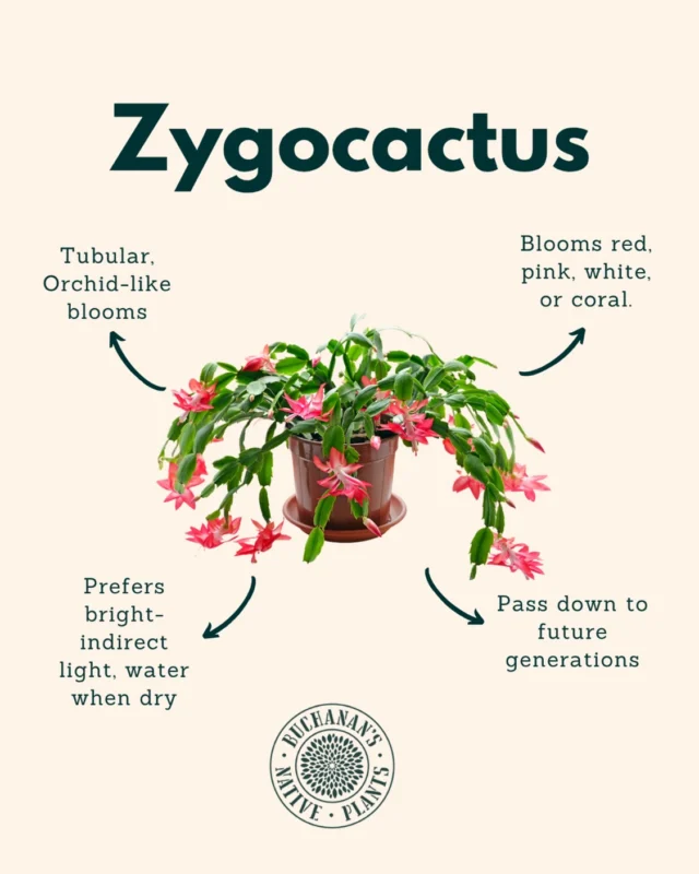 Zygocactus, also known as Schlumbergera or Holiday Cactus are a favorite to decorate your home with around the holidays! Their blooms come a variety of colors including red, white, pink, and more! They are an epiphytic cacti native to Brazilian cloud forests. Unlike desert cacti, they prefer filtered light, cool temperatures, and rich but free-draining soils. Use a free-draining blend. An orchid or cactus mix with added perlite or bark works best for them.

Cooler nights and shorter days trigger flower buds—avoid bright lights at night in autumn. Once buds appear, try not to move the plant to prevent bud drop!