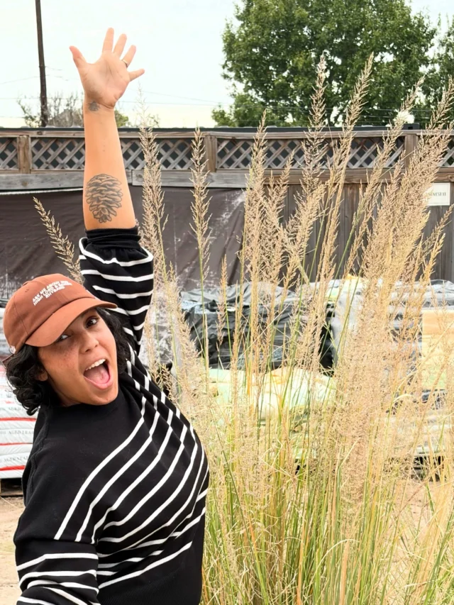 Your new favorite native grass, Lindheimer’s Muhly!😍✨
