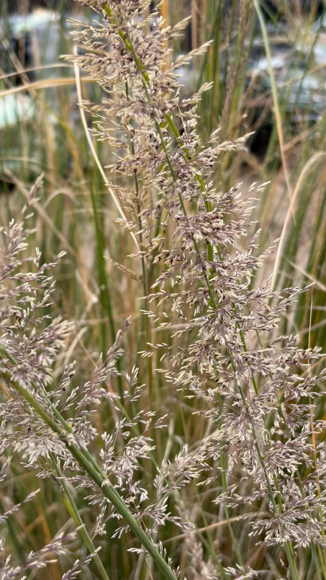 Your new obsession! ✨🌱

Named for famed Texas Hill Country botanist Ferdinand Lindheimer. This grass is native from the Edwards Plateau of central Texas south to northern Mexico, Big muhly or Lindheimer’s muhly has become increasingly popular since the 1980s as an elegant, large-scale specimen grass, large enough for screening. It is a great drought tolerant option for Texas gardeners. Blooms May-November. The seeds are enjoyed by birds and provide nesting materials for overwintering birds. A great substitute for Pampas Grass. Does best when planted in full sun!